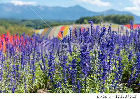 【美瑛町　四季彩の丘から秋の風景と十勝岳連峰】 121537613