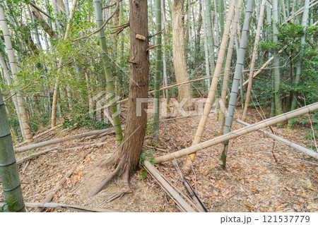 榁木山の山頂（矢田丘陵） 121537779