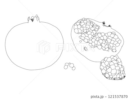 Pomegranate growth contour from black lines isolated on white background. A whole pomegranate and a pomegranate cut in half. Perspective view. 3D. Vector illustration. 121537870