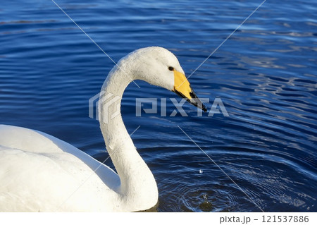水面に浮かぶ美しい白鳥　アップ 121537886