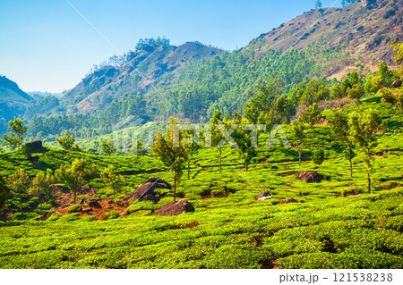 Tea plantation nature background landscape 121538238