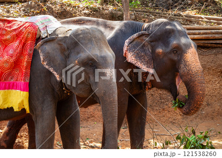 Elephant in the Goa jungle 121538260