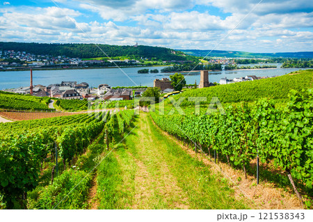Rudesheim am Rhein Vineyards, Germany 121538343