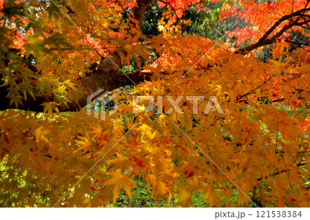 紅葉したモミジ 121538384