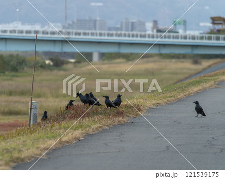 河川の堤防に集まるカラスの群れ 河川の堤防に集まるカラスの群れ 121539175