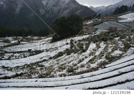 雪の茶畑 121539196
