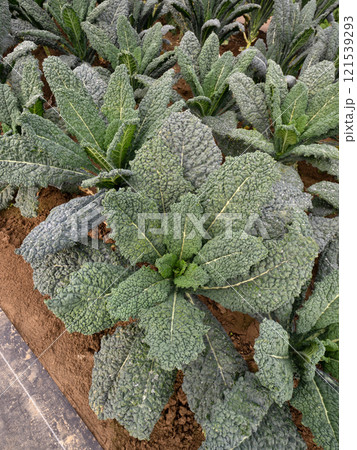 カーボロネロの栽培 121539293