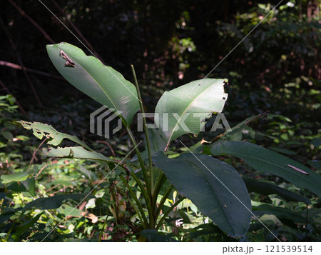 Wild bananas in northern Thailand. Wild banana trees in a tropical forest 121539514