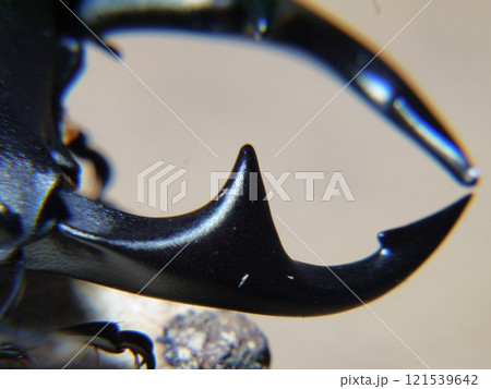 オオクワガタのハサミ オオクワガタのハサミ 121539642