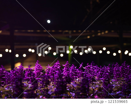 Light and sound show and colorful flower garden decoration at the ASEAN Flower Festival, Chiang Rai Province, Thailand. 121539665