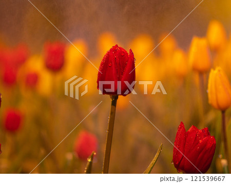 Colorful flower garden decoration at the ASEAN Flower Festival, Chiang Rai Province, Thailand. Colorful flower garden decoration at the ASEAN Flower Festival, Chiang Rai Province, Thailand. 121539667