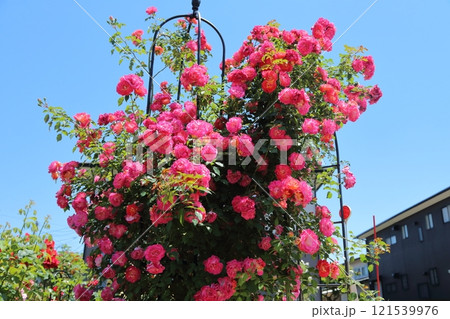 ガーデニング　バラの花、 121539976