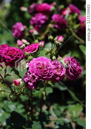 ガーデニング　バラの花、 121539983