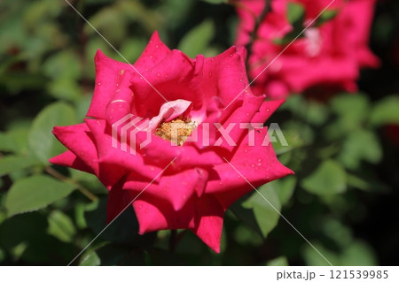 ガーデニング バラの花、 ガーデニング バラの花、 121539985
