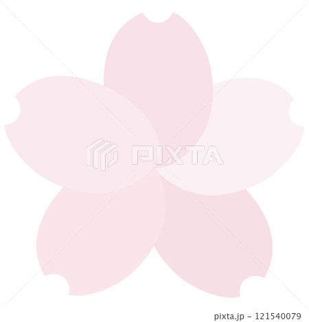 とても淡いピンク色の花びらの色が違う桜 とても淡いピンク色の花びらの色が違う桜 121540079