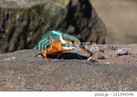 カワセミ 121540346