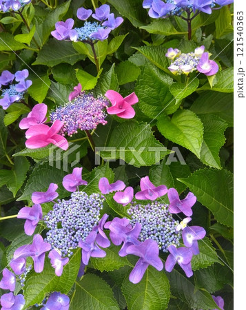 カラフルなガクアジサイ 121540363