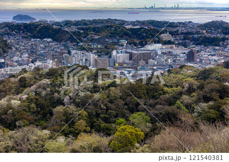 春咲く三浦半島の横須賀線E217系 121540381