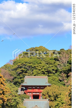 【神奈川県】鎌倉　鶴岡八幡宮 121540393