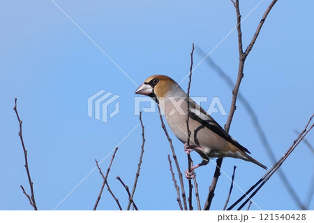 イカル イカル 121540428