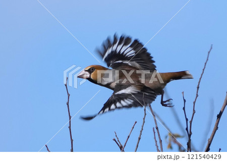 イカル イカル 121540429