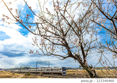 梅の花咲く総武線E217系 121540460