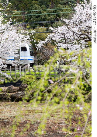 春咲く鎌倉の横須賀線E217系 121540465