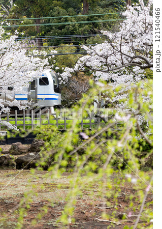 春咲く鎌倉の横須賀線E217系 春咲く鎌倉の横須賀線E217系 121540466