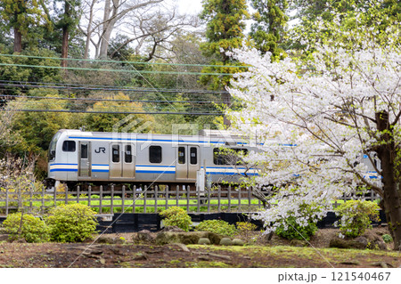春咲く鎌倉の横須賀線E217系 121540467