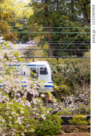 春咲く鎌倉の横須賀線E217系 121540469