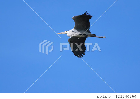 サギ サギ 121540564