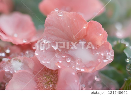 Close-up of dewdrops on fresh  flower showcasing nature's vitality.AI Generated 121540642