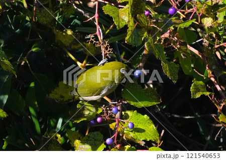 メジロ メジロ 121540653