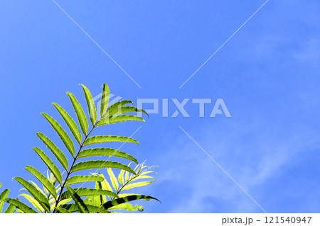 青空に映えるカラスサンショウ 青空に映えるカラスサンショウ 121540947