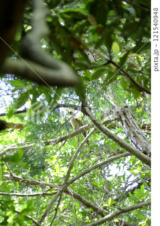 気にとまるアオゲラ 121540948