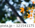 秋の日差しに輝く紅葉 121541175
