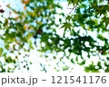 秋の日差しに輝く紅葉 121541176