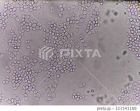 凍結乾燥より目覚めた酵母 121541180