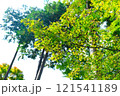紅葉にかこまれる清水寺 121541189