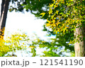 紅葉にかこまれる清水寺 121541190
