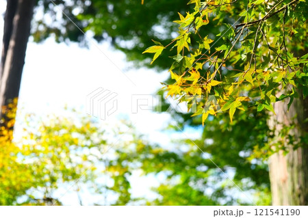 紅葉にかこまれる清水寺 紅葉にかこまれる清水寺 121541190