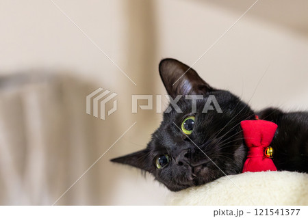 くろねこ くろねこ 121541377