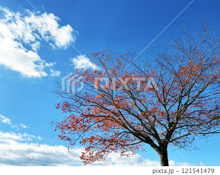 秋の空と紅葉 秋の空と紅葉 121541479