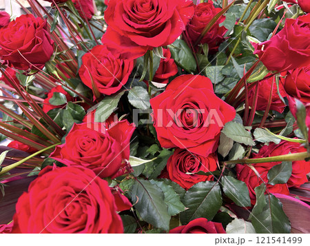 真っ赤なバラの花 121541499