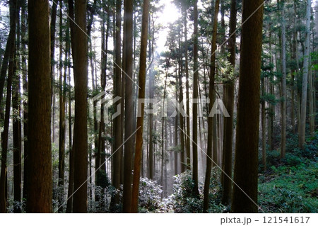 津和野城大手道の杉木立に差し込む朝の光3 島根県鹿足郡津和野町 津和野城大手道の杉木立に差し込む朝の光3 島根県鹿足郡津和野町 121541617