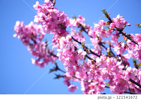 河津桜 121541672