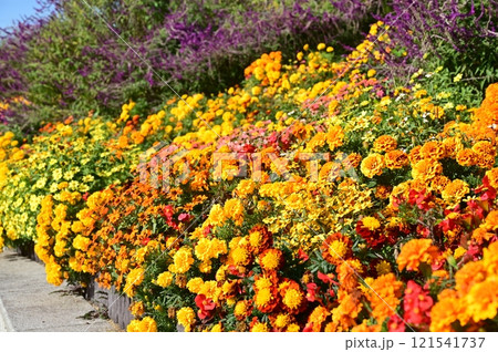 マリーゴールド(キク科)の群生する花と花壇 マリーゴールド(キク科)の群生する花と花壇 121541737