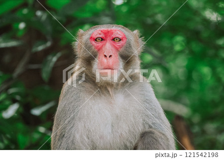 a Rhesus Macaque Monkey in a Natural Green Forest a Rhesus Macaque Monkey in a Natural Green Forest 121542198