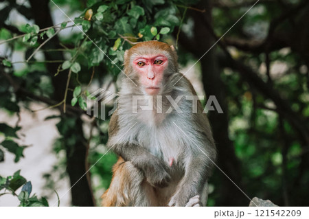 Dec 24 2024 a Thoughtful Snow Monkey in Natural Setting 121542209