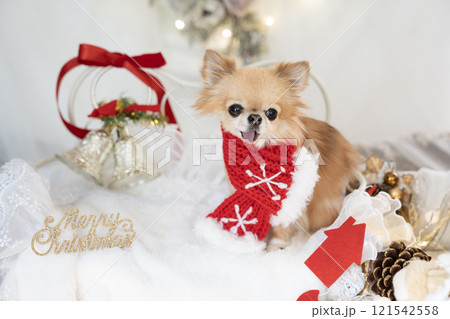 クリスマスの装飾と赤いマフラーをしたチワワ クリスマスの装飾と赤いマフラーをしたチワワ 121542558